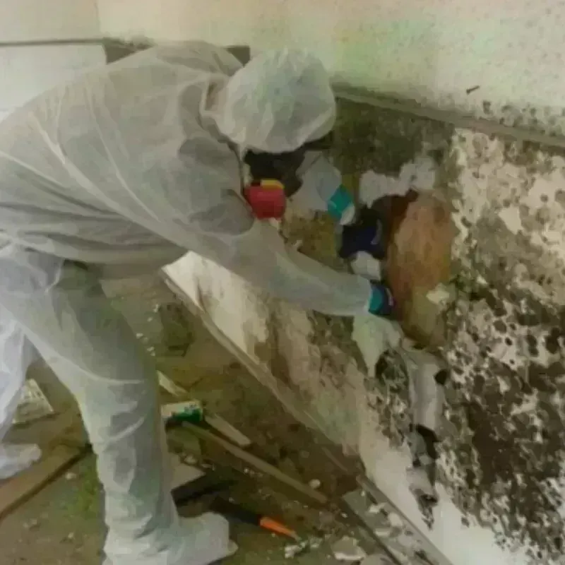 Mold Remediation and Removal in Nahant, MA